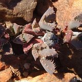 Odontophorus marlothii, Rd Sprinbok-Kleinsee Dscf3807